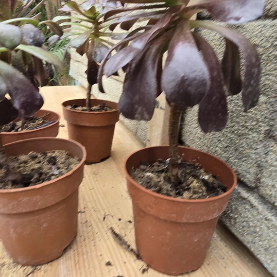 Aeonium arboreum Velours