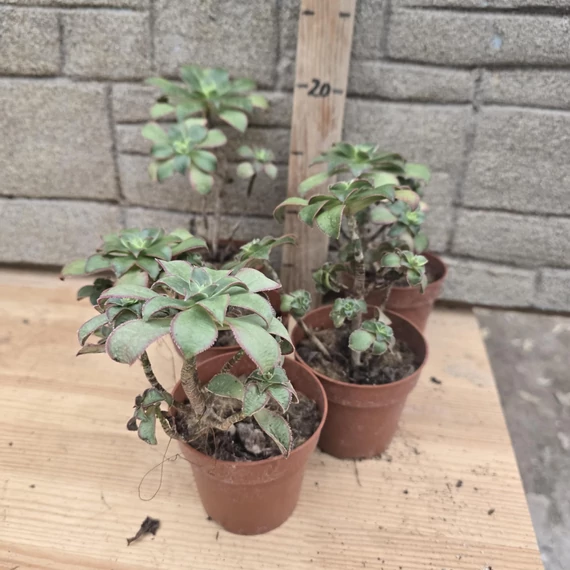 Aeonium Kiwi