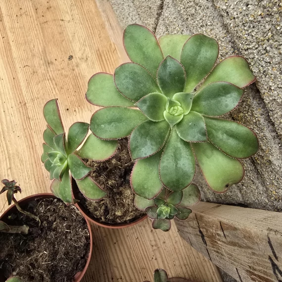Aeonium Kiwi