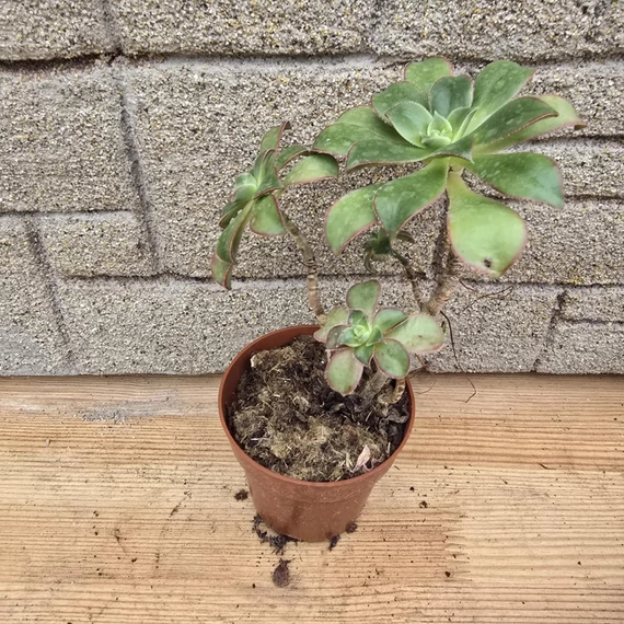 Aeonium Kiwi