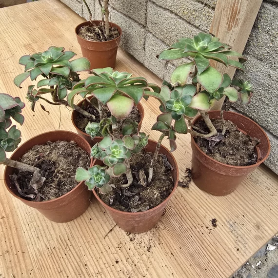 Aeonium Kiwi