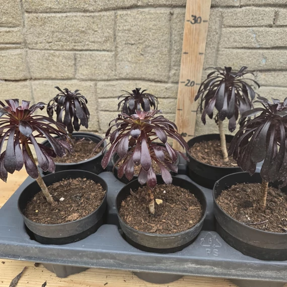 Aeonium arboreum var. atropurpureum Schwarzkopf