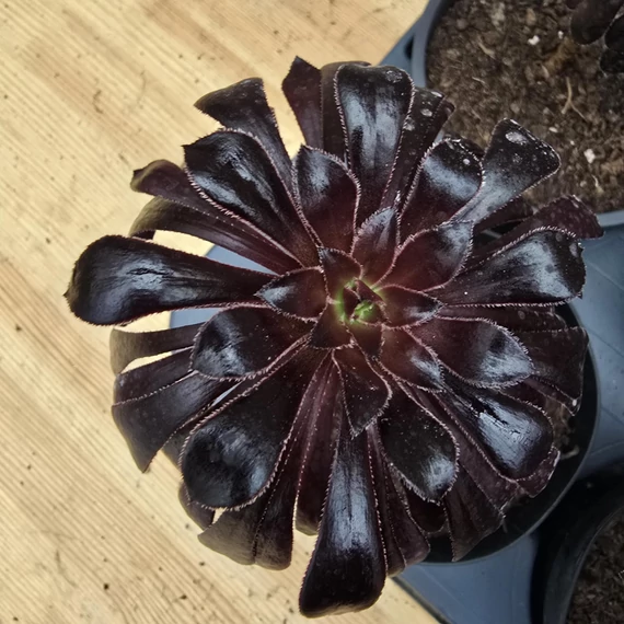 Aeonium arboreum var. atropurpureum Schwarzkopf