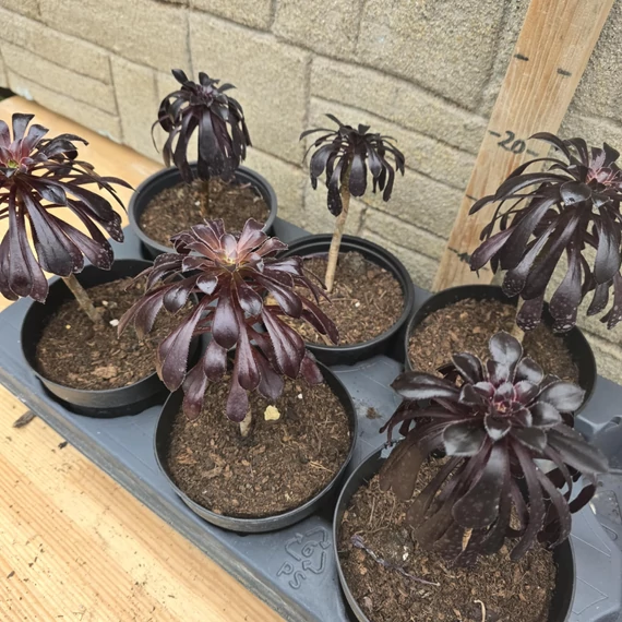 Aeonium arboreum var. atropurpureum Schwarzkopf
