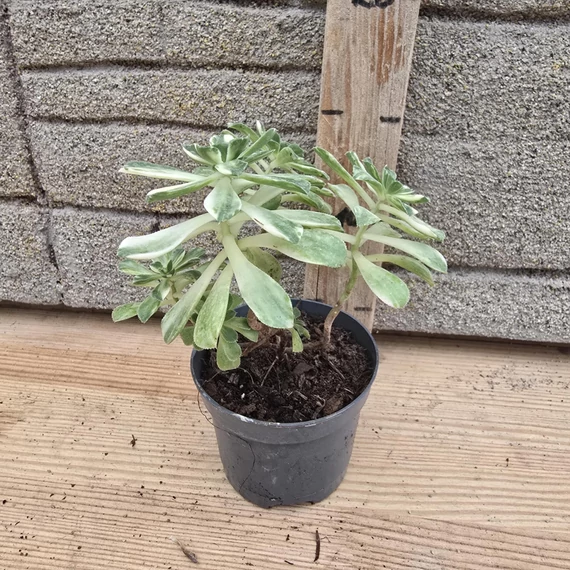 Aeonium castello-paivae variegata