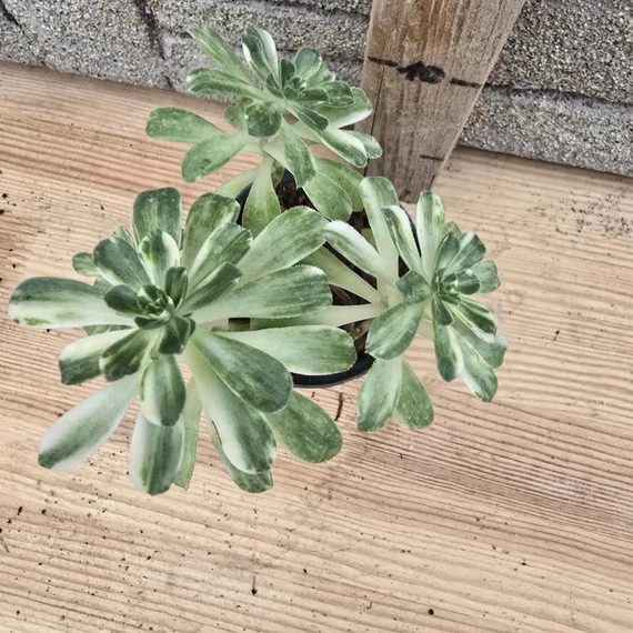 Aeonium castello-paivae variegata