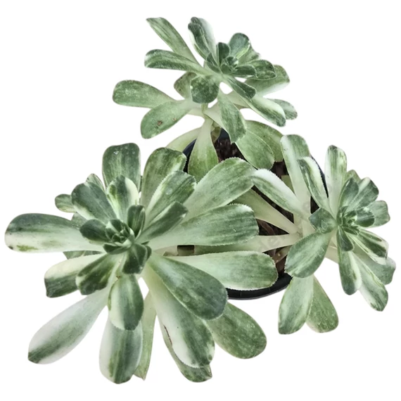 Aeonium castello-paivae variegata