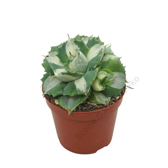 Agave Macroacantha potatorum Ouhi-Raijin Variegata