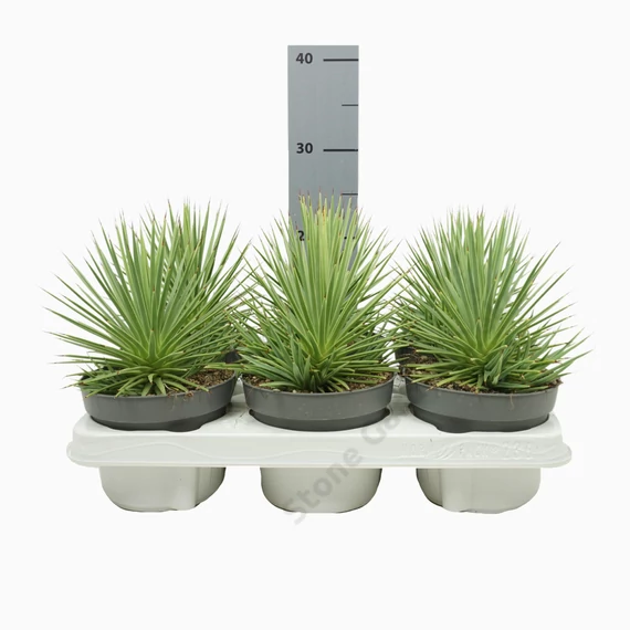 Agave stricta Nana