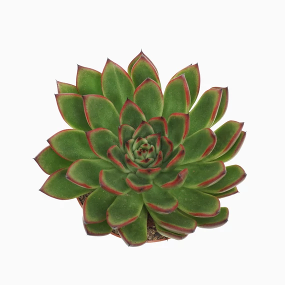 Echeveria Agavoides Red Tips