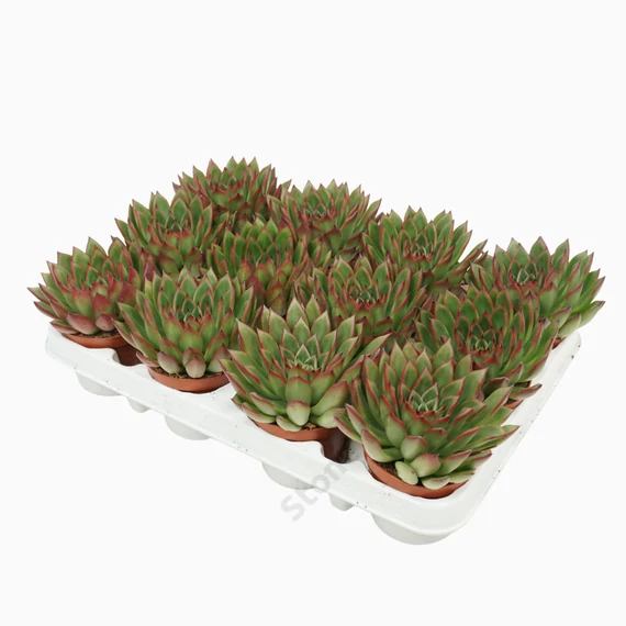 Echeveria Agavoides Red Tips