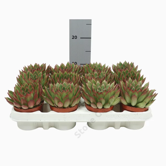 Echeveria Agavoides Red Tips