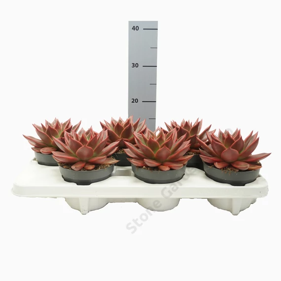 Echeveria Antaris