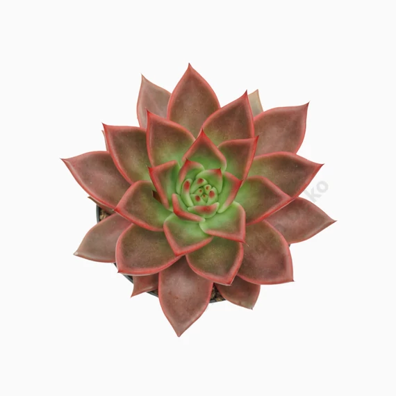 Echeveria Antaris