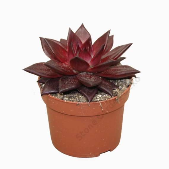 Echeveria Atlas Taurus