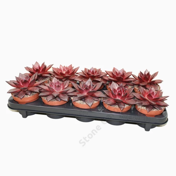 Echeveria Atlas Taurus