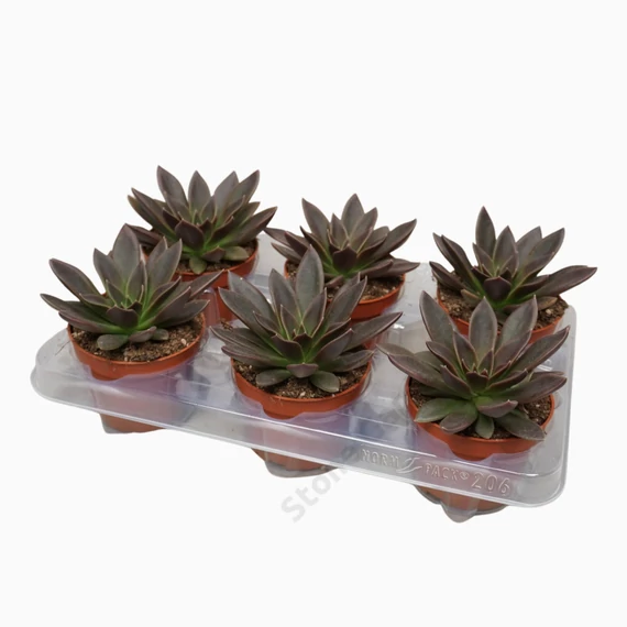 Echeveria Serana