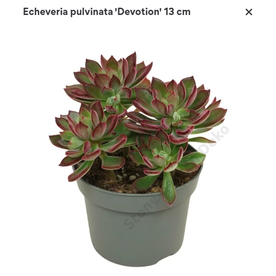 Echeveria pulvinata Devotion