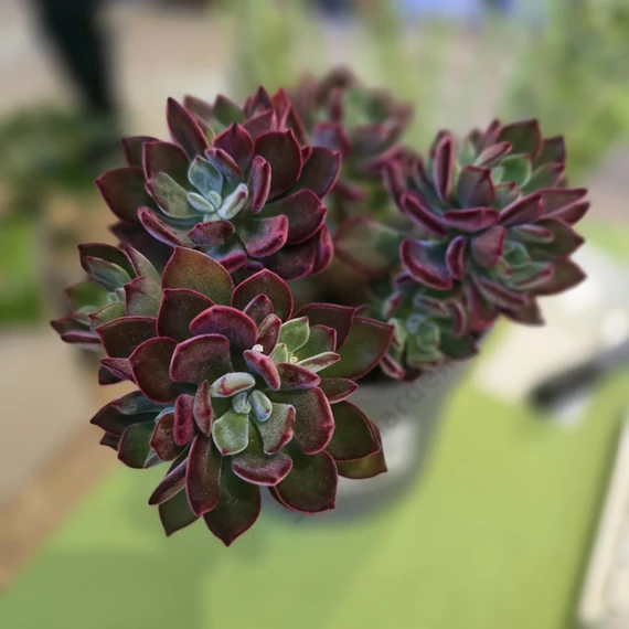 Echeveria pulvinata Devotion