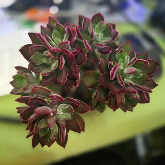 Echeveria pulvinata Devotion
