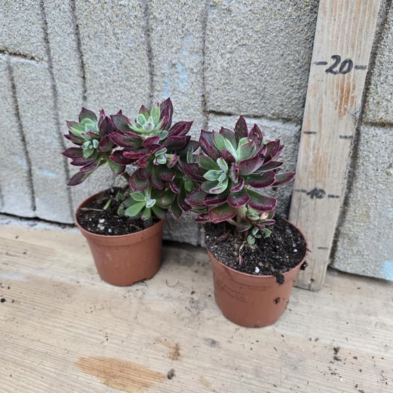 Echeveria pulvinata Devotion