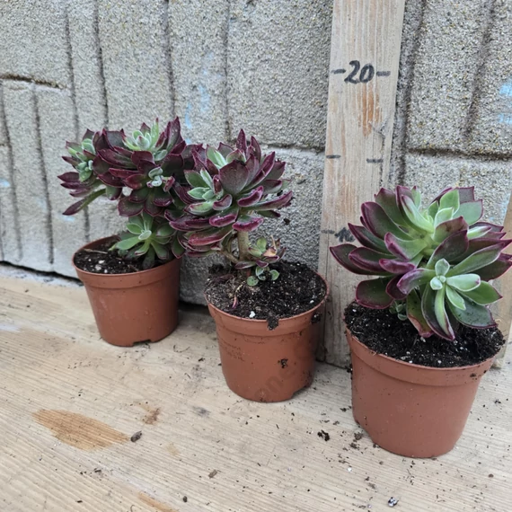 Echeveria pulvinata Devotion