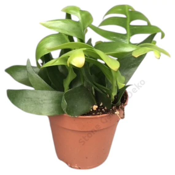 Epiphyllum chrysocardium