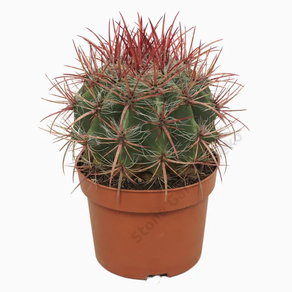 Ferocactus Stainesii Pilosus