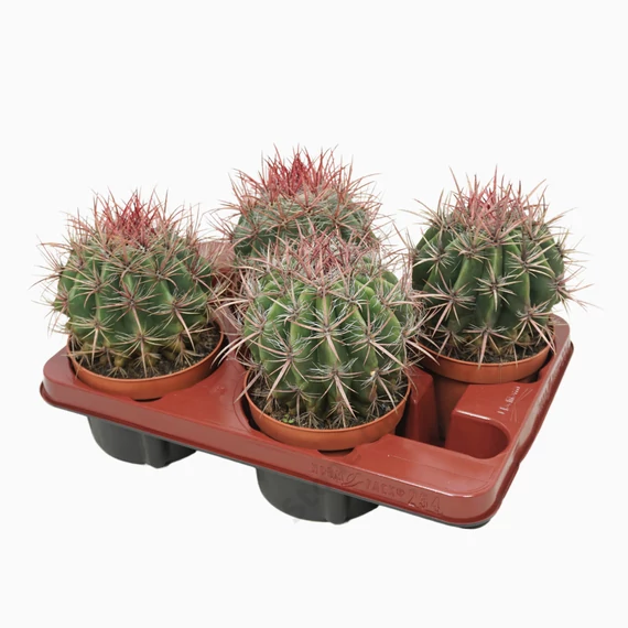Ferocactus Stainesii Pilosus