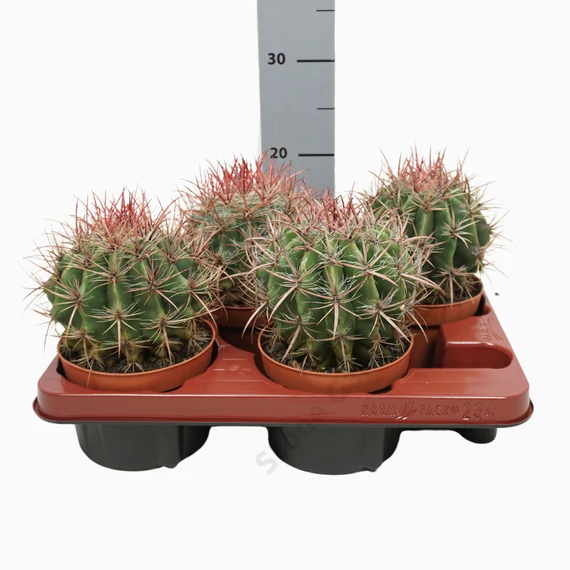 Ferocactus Stainesii Pilosus