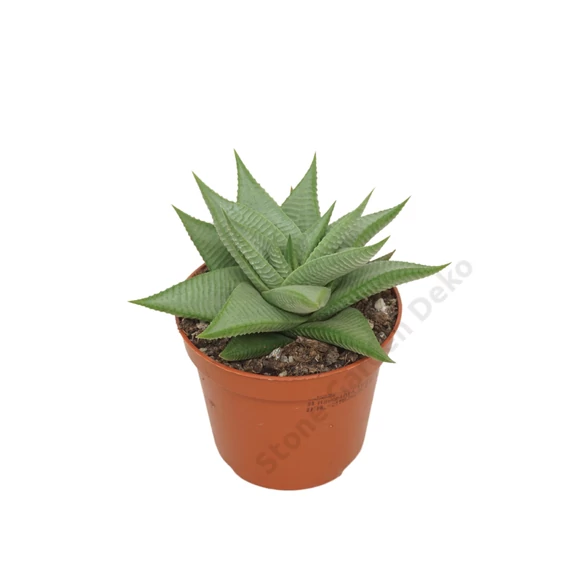 Haworthia limifolia Roux