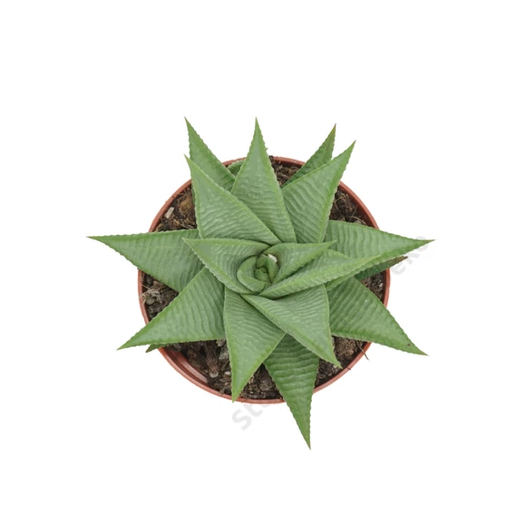Haworthia limifolia Roux