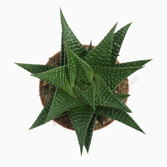 Haworthia limifolia