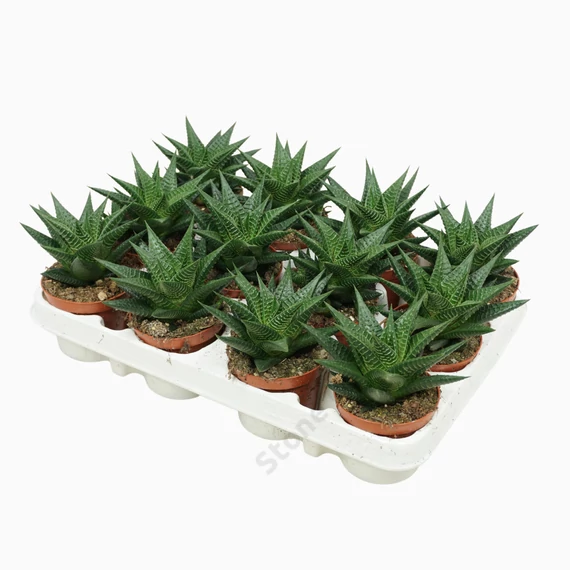 Haworthia limifolia