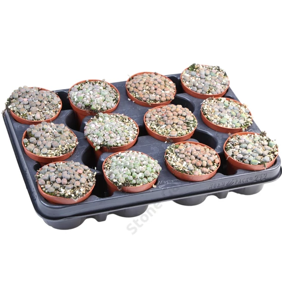 Lithops