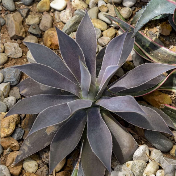 Mangave Lavender Lady