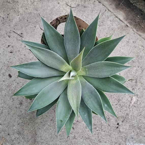 Mangave Lavender Lady
