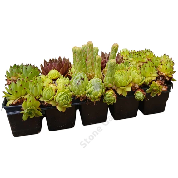 Sempervivum 10-es mix
