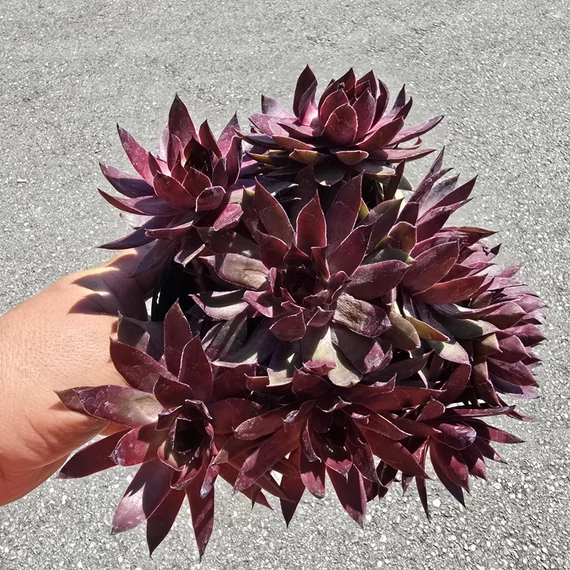 Sempervivum Chick Charms Copper Canyon