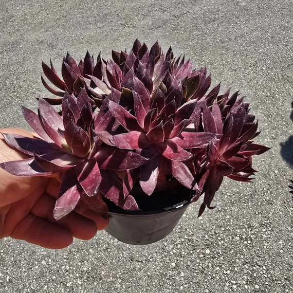 Sempervivum Chick Charms Copper Canyon