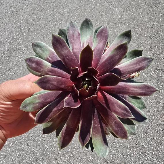 Sempervivum Chick Charms Cranberry Cocktail