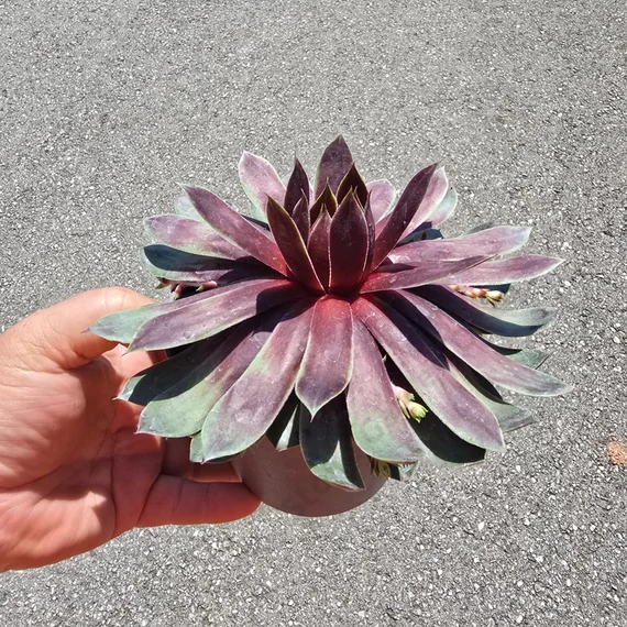 Sempervivum Chick Charms Cranberry Cocktail