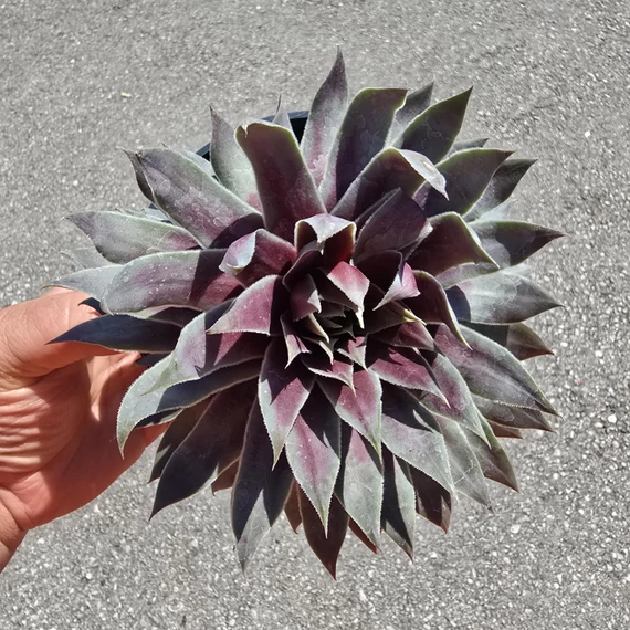 Sempervivum Chick Charms Giant Glacier Blue