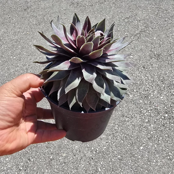 Sempervivum Chick Charms Giant Glacier Blue