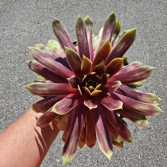 Sempervivum Chick Charms Giant Gold Mine