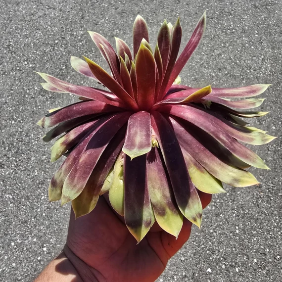 Sempervivum Chick Charms Giant Gold Mine