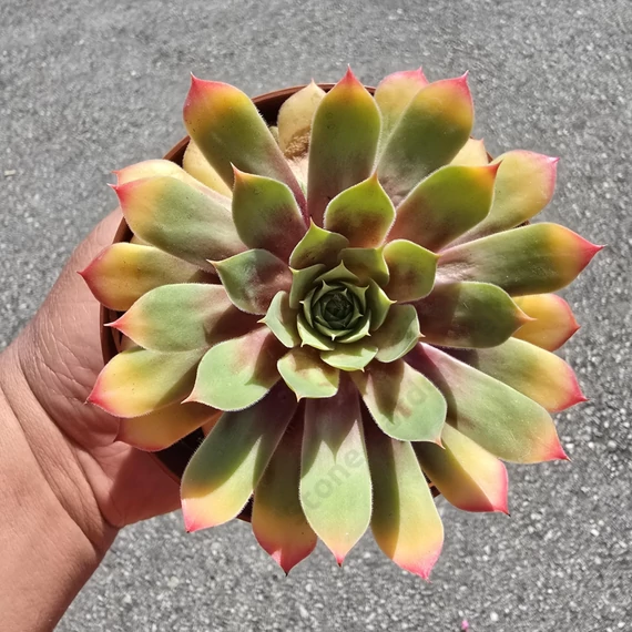 Sempervivum Chick Charms Gold Nugget