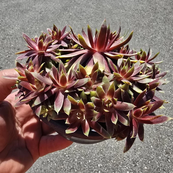 Sempervivum Chick Charms Gold Rush