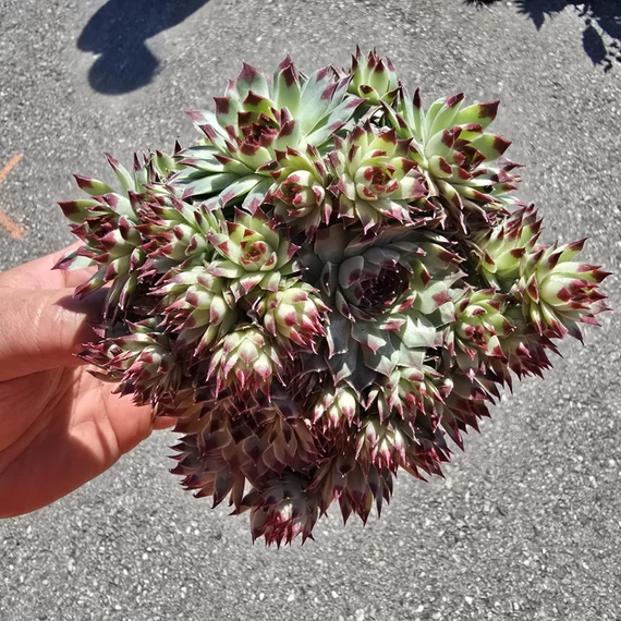 Sempervivum Chick Charms Mint Marvel