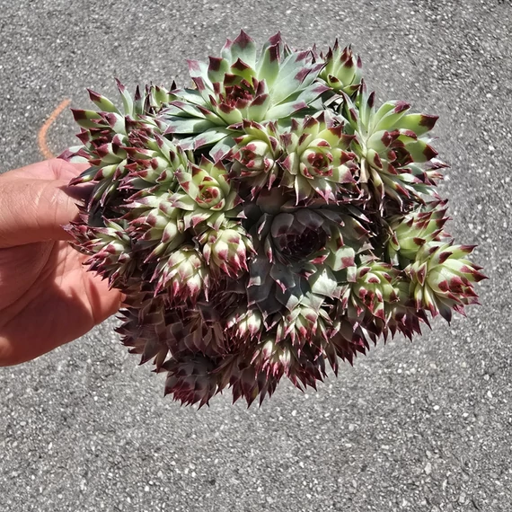 Sempervivum Chick Charms Mint Marvel
